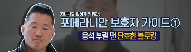 예민하고 입질하는 포메라니안 사례가 많다며 솔루션하는 강형욱