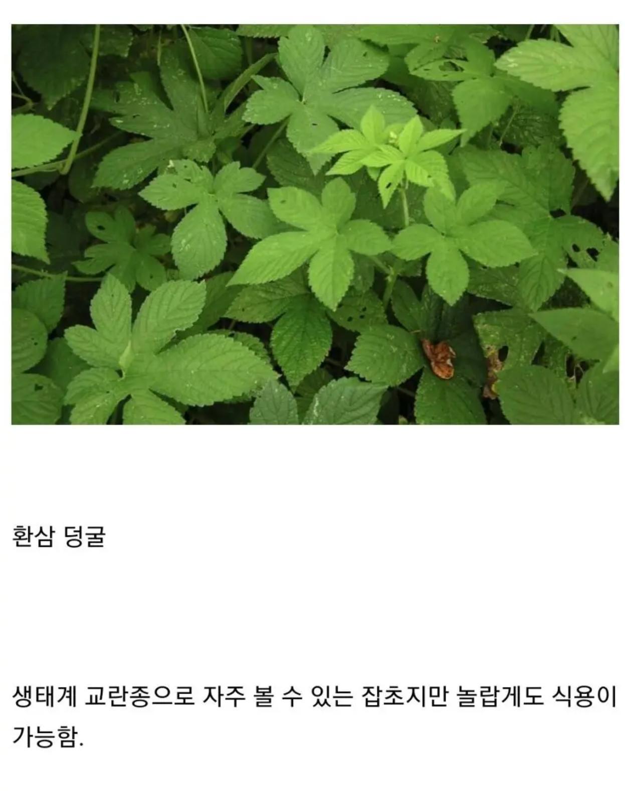 곧 씨가 마를 예정인 잡초