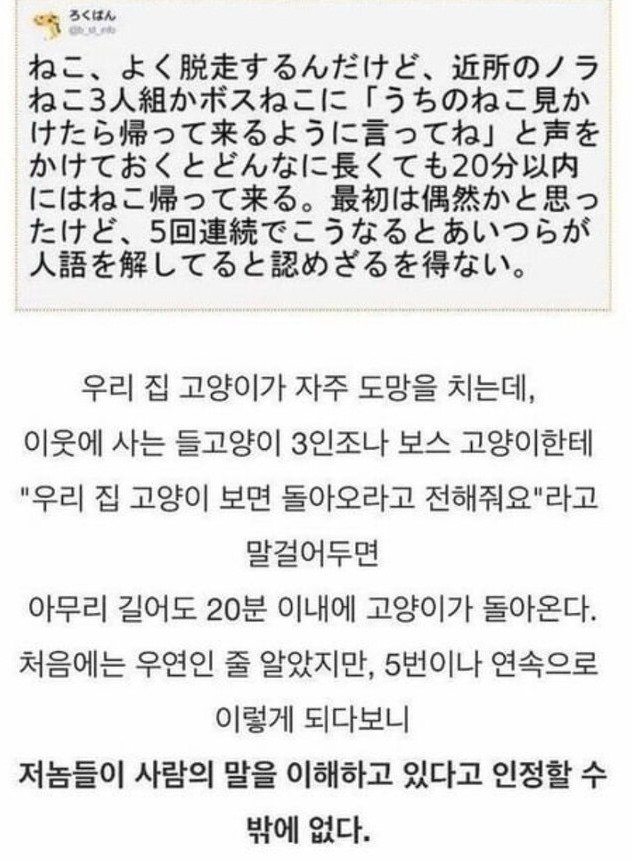 대장고양이가 고양이 찾아준 썰