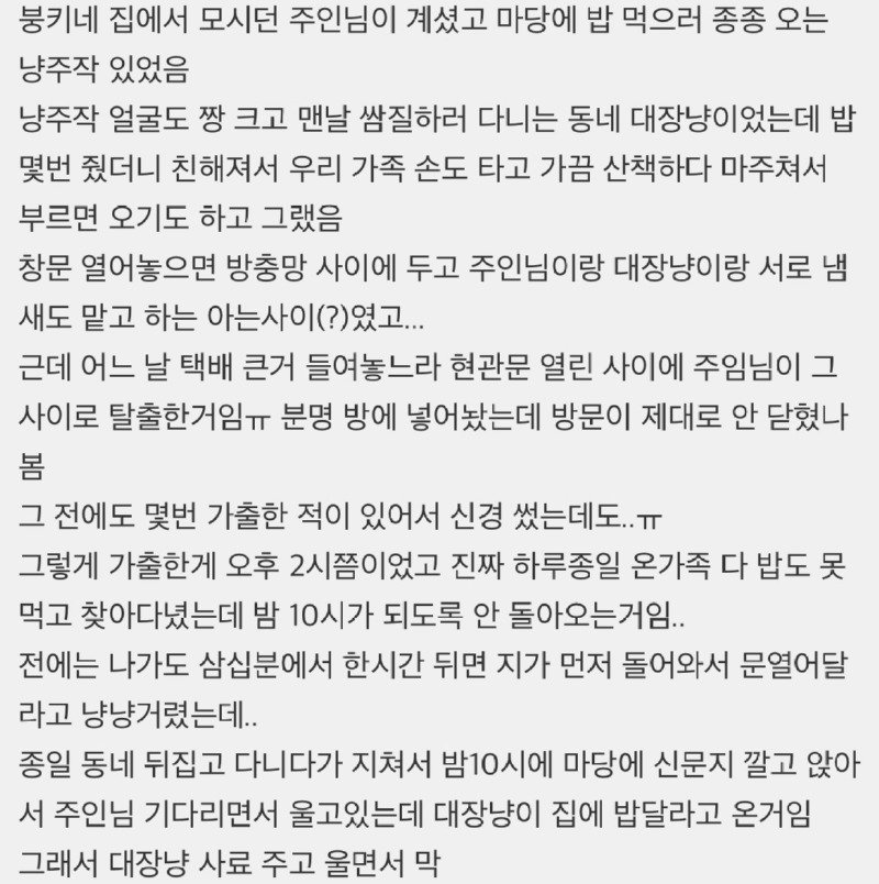 대장고양이가 고양이 찾아준 썰