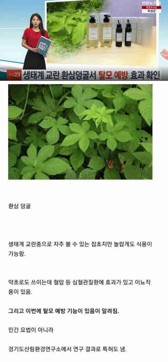 한국 생태계를 파괴중인 외래종 잡초의 결말