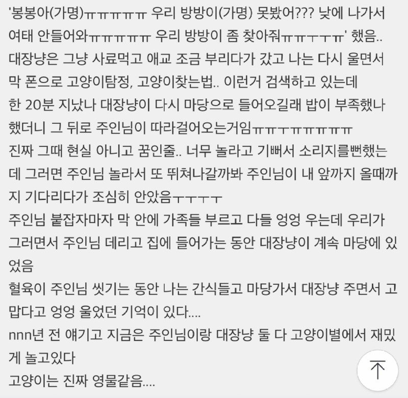 대장고양이가 고양이 찾아준 썰