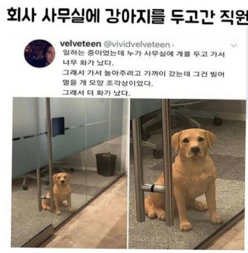 회사 사무실에 개를 두고 갔네