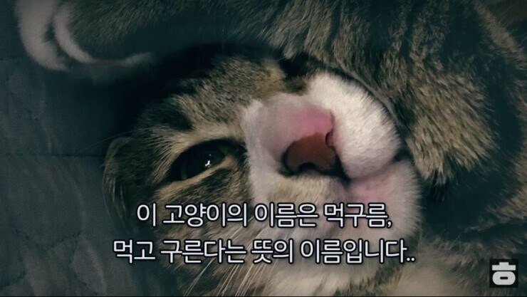 이 고양이 이름은 