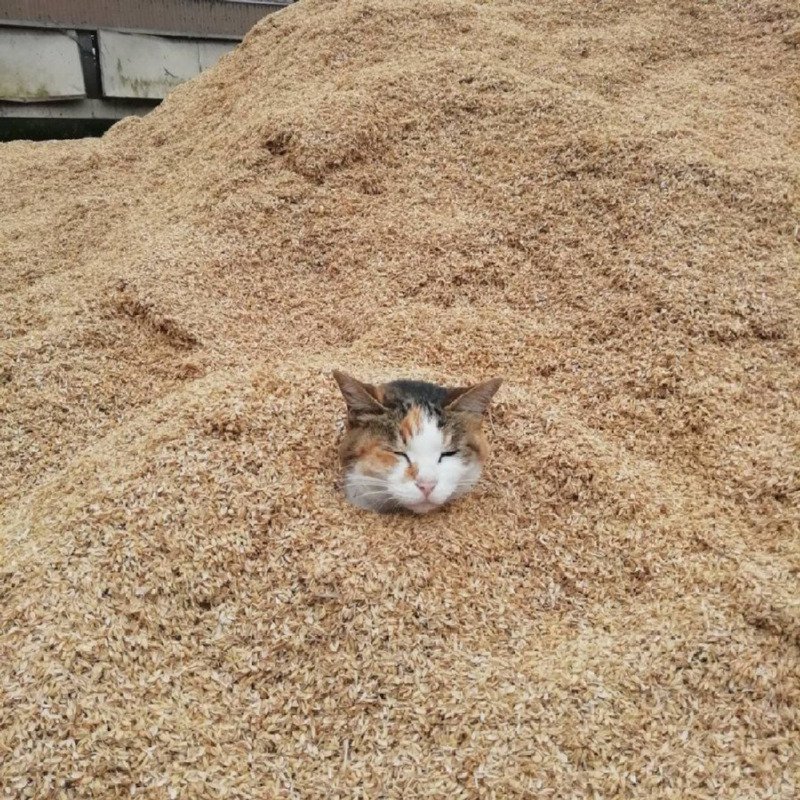 축사 근처에 사는 고양이