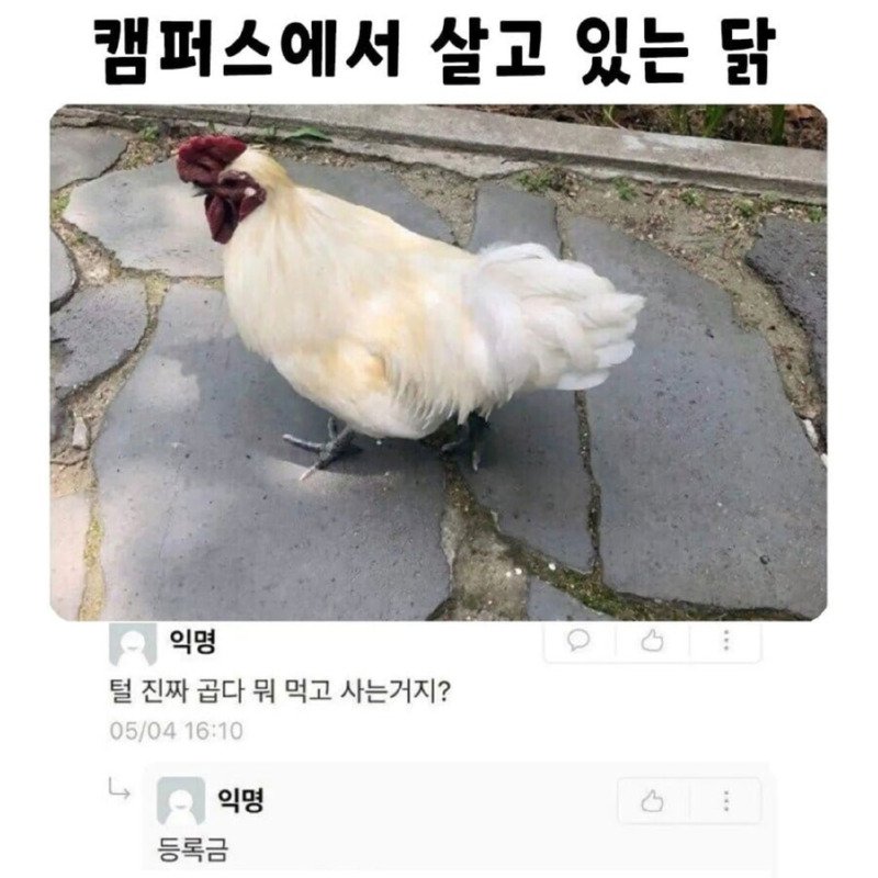 캠퍼스에 살고 있는 닭