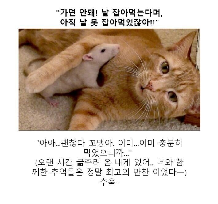 스압) 동물 클리셰짤 모음.jpg