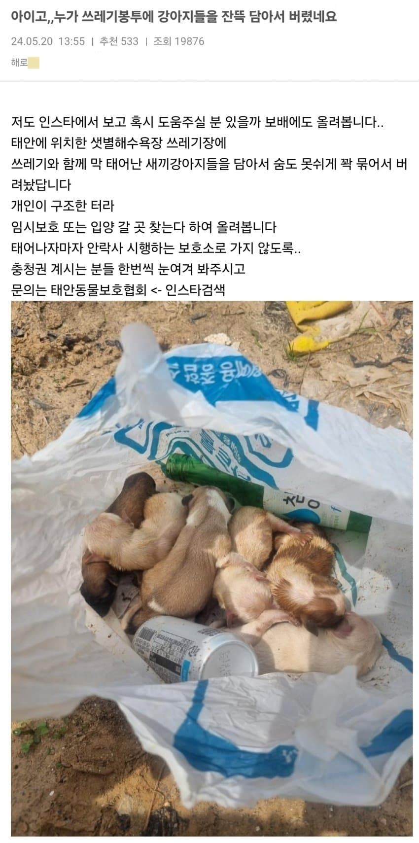 [보배] 쓰레기봉투 속에 버려진 눈도 못 뜬 강아지 7마리