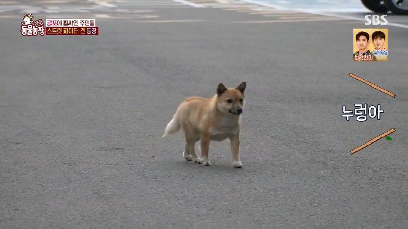 아파트 주민들에겐 사납지만 어느 한 가족에게만 따뜻한 유기견