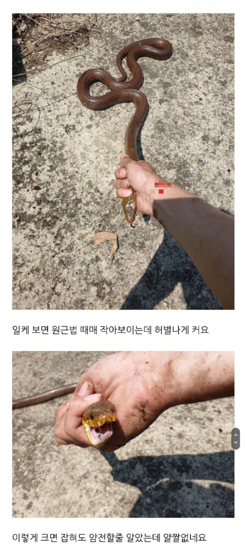 뱀에 진심인 진짜 뱀 사냥꾼.jpg