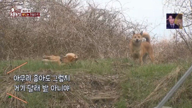 개2마리+사람1명만 사는 무인도 촬영갔다가 고생하는 동물농장 제작진