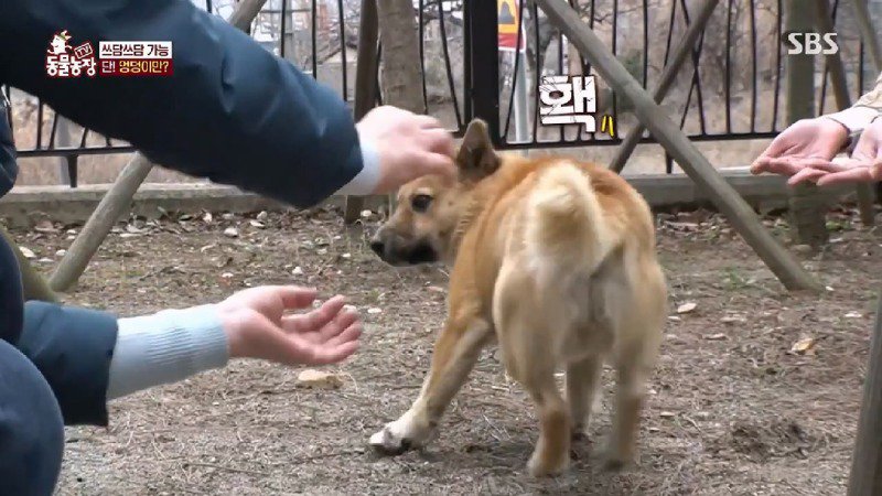 아파트 주민들에겐 사납지만 어느 한 가족에게만 따뜻한 유기견