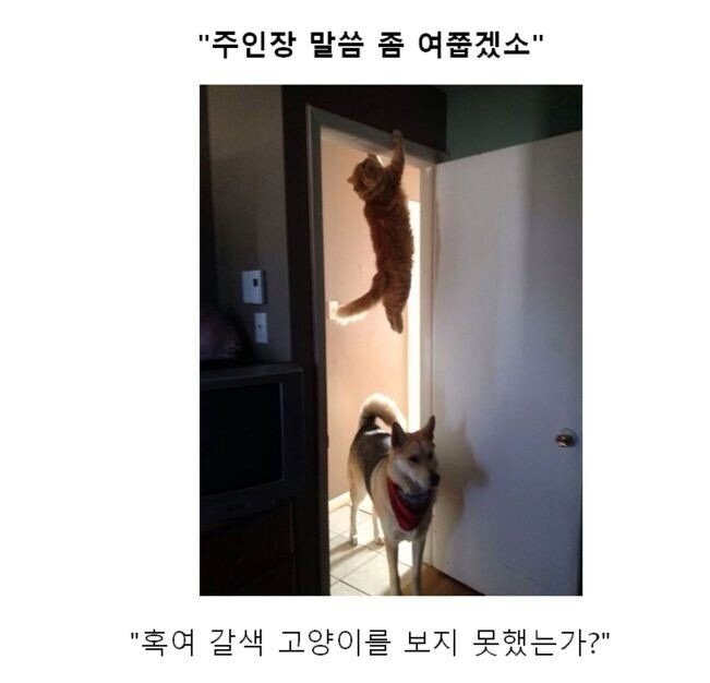 스압) 동물 클리셰짤 모음.jpg