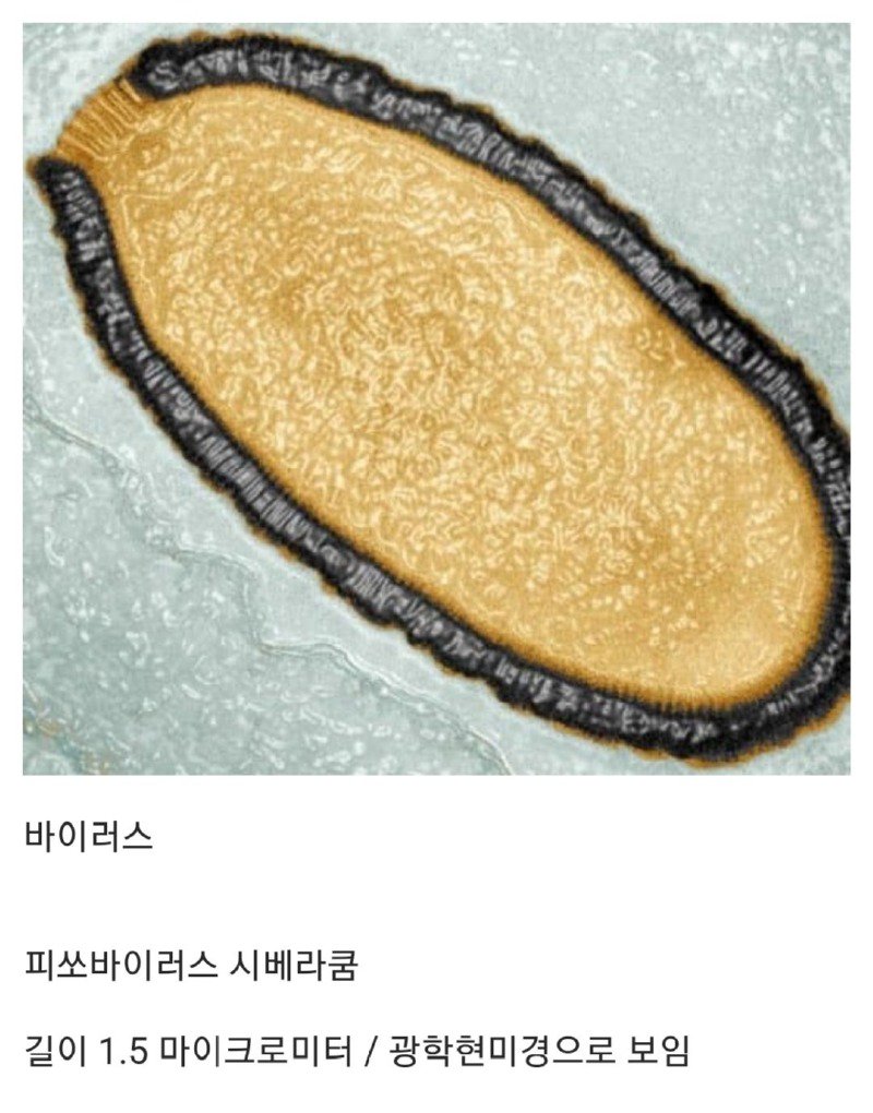 약혐) 세상에서 가장 큰 생물들