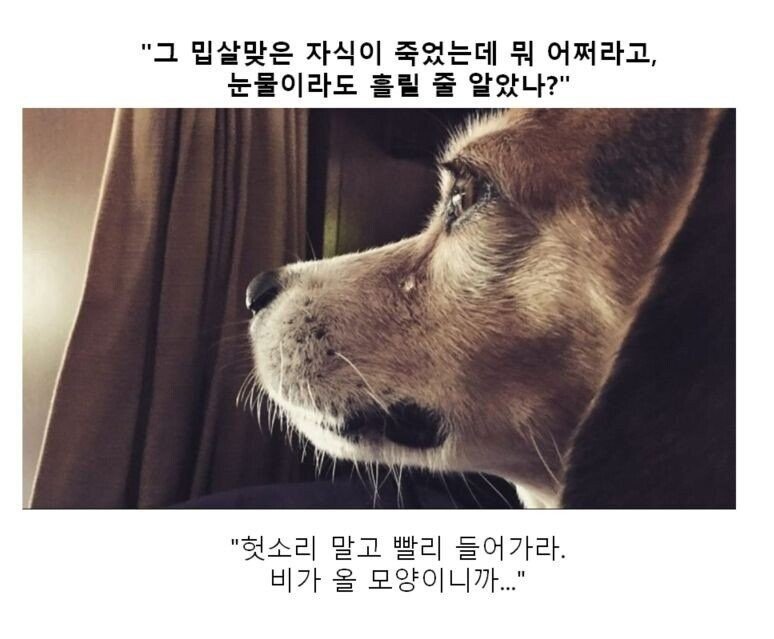 스압) 동물 클리셰짤 모음.jpg