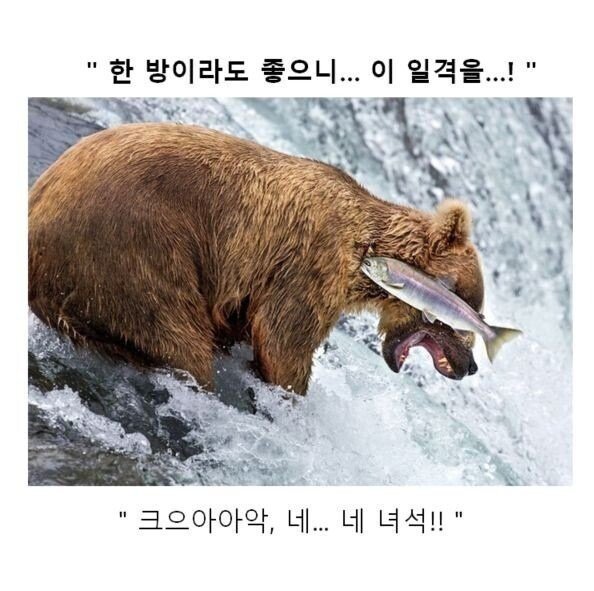 스압) 동물 클리셰짤 모음.jpg