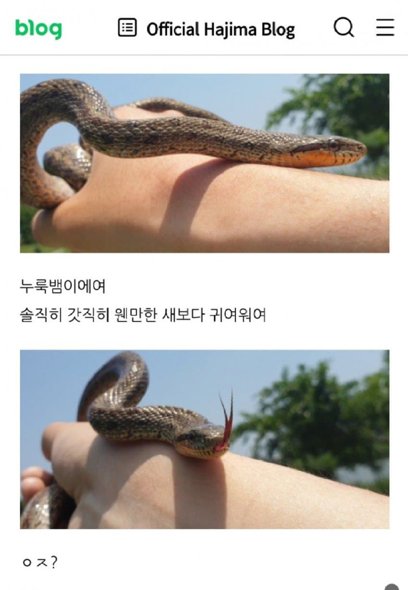 뱀에 진심인 진짜 뱀 사냥꾼.jpg