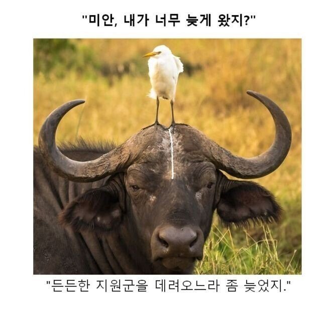 스압) 동물 클리셰짤 모음.jpg