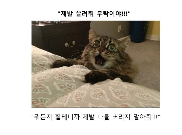 스압) 동물 클리셰짤 모음.jpg