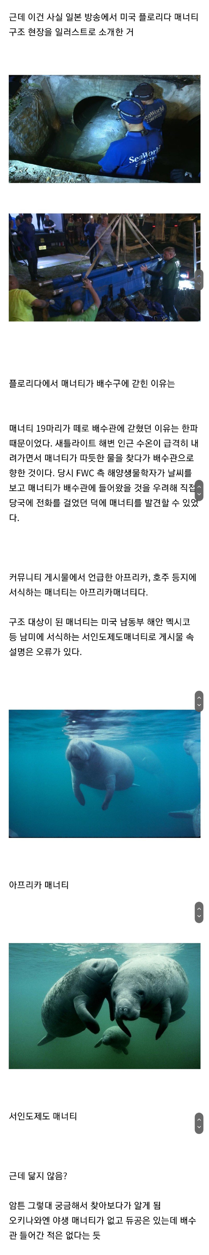 오키나와(?) 배수관에서 의외로 많이 보이는 생물 +댓글