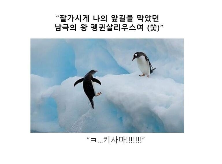 스압) 동물 클리셰짤 모음.jpg