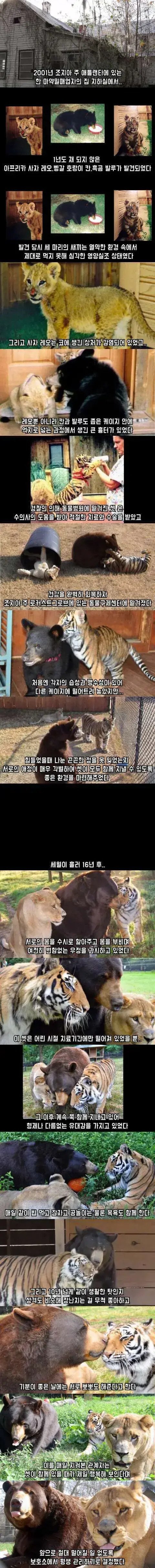 16년동안 호랑이, 곰, 사자가 같이 지낸 결과