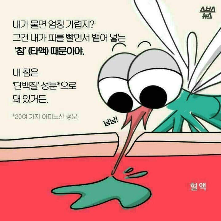 모기에 대한 오해