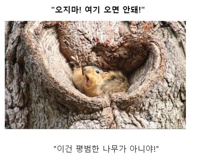 스압) 동물 클리셰짤 모음.jpg