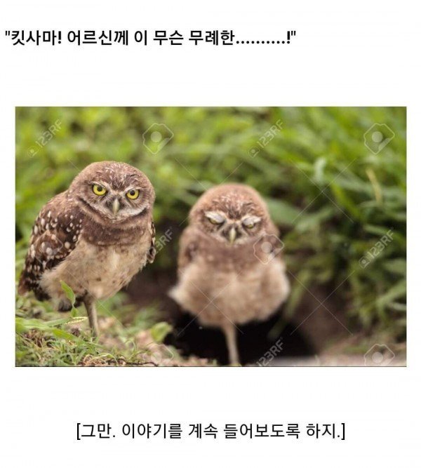 스압) 동물 클리셰짤 모음.jpg