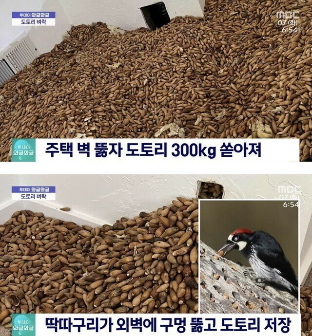 어느 미국 가정집에 일어난 도토리 300kg 테러