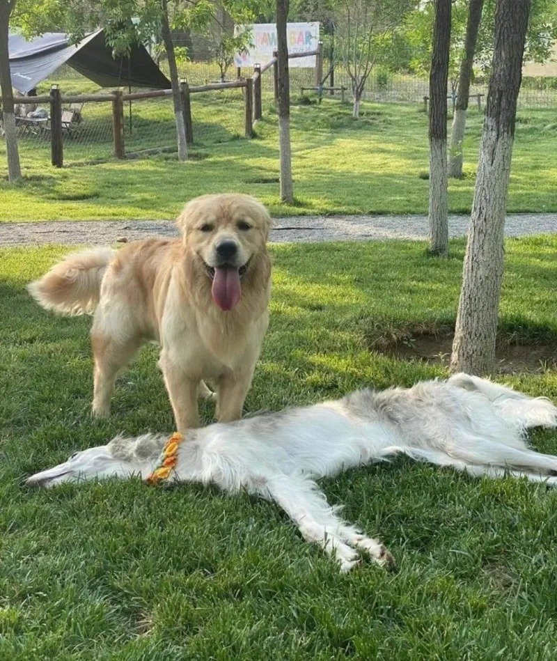 공원에서 가죽만 남은 개 발견한 댕댕이