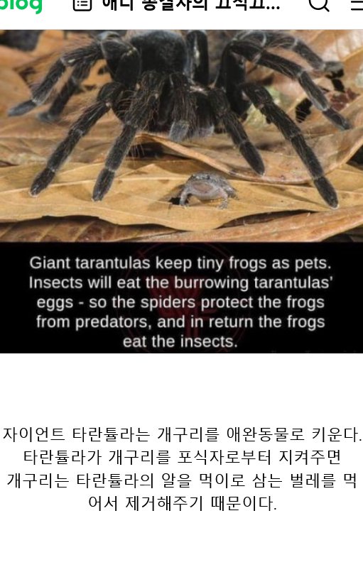 개구리를 잡아먹지 않고 키우면서 공생관계 유지하는 자이언트 타란튤라