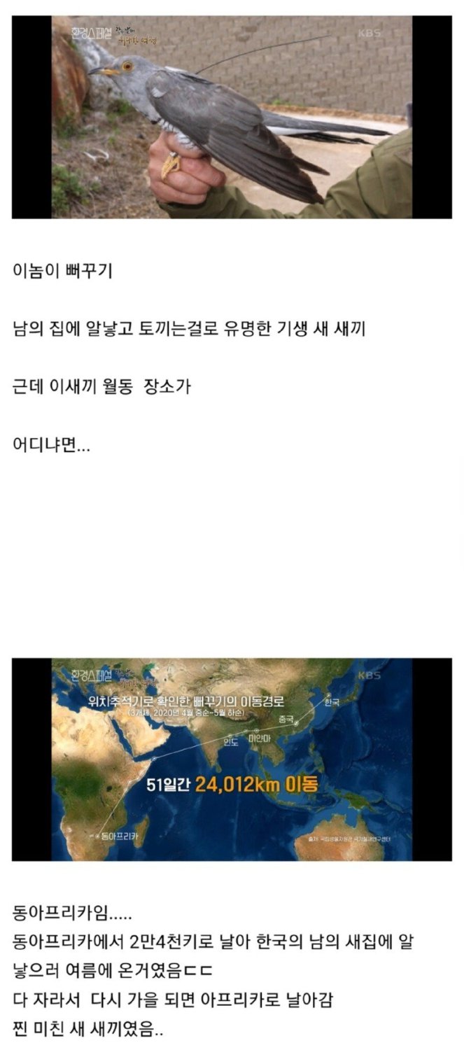 생각보다 좀 더 미친 새 였던 뻐꾸기