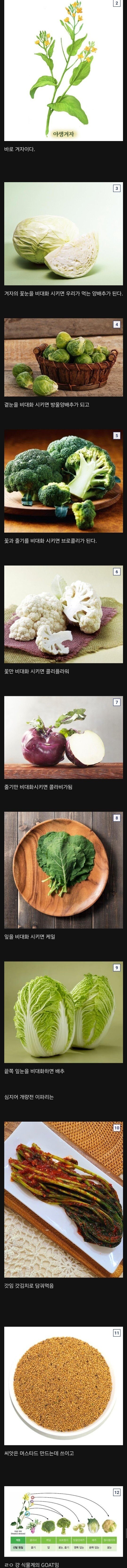 식물계의 이브이