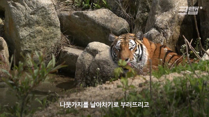 부르면 오진 않지만 속담처럼 제 말하면 오는 호랑이