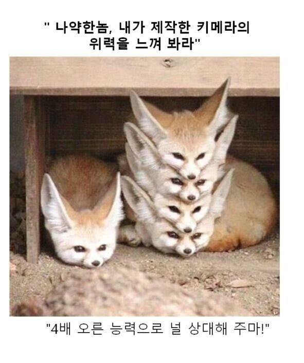 스압) 동물 클리셰짤 모음.jpg