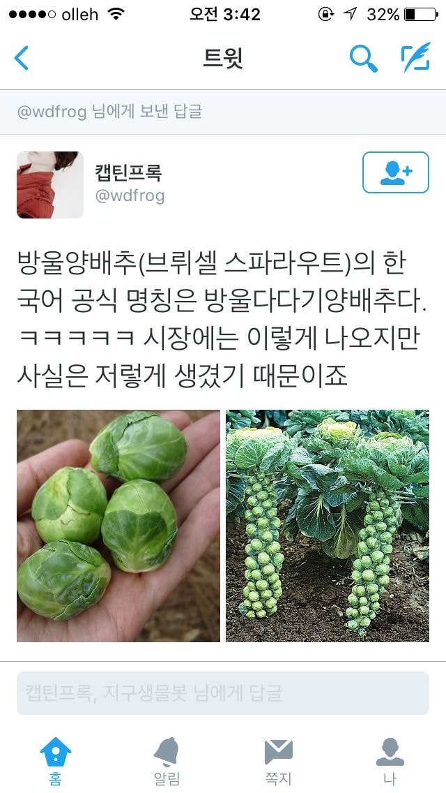 파인애플급으로 충격인 방울양배추 brussels sprouts 의 진실