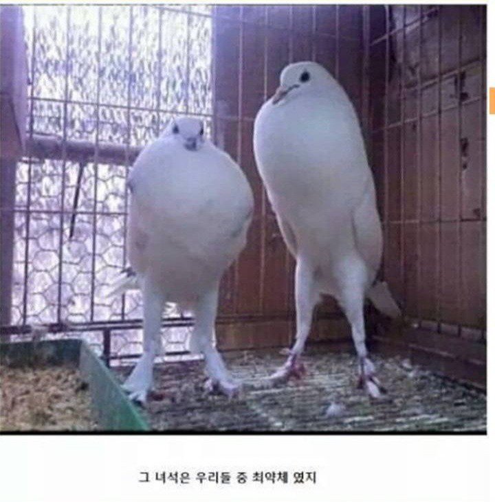 스압) 동물 클리셰짤 모음.jpg