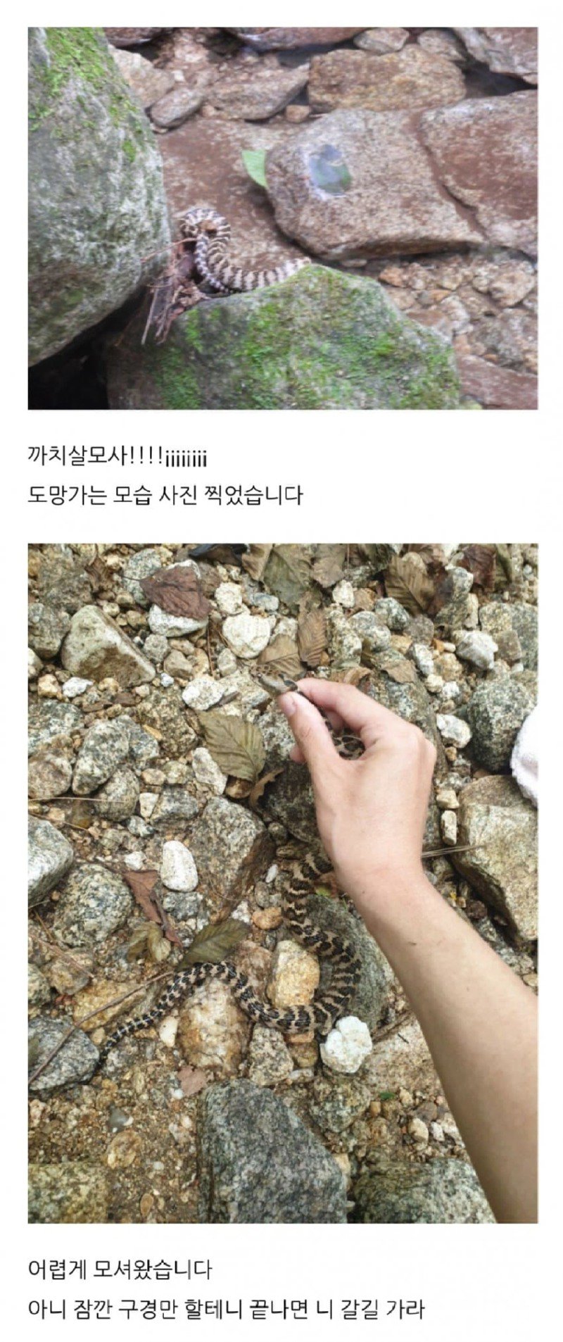 뱀에 진심인 진짜 뱀 사냥꾼.jpg