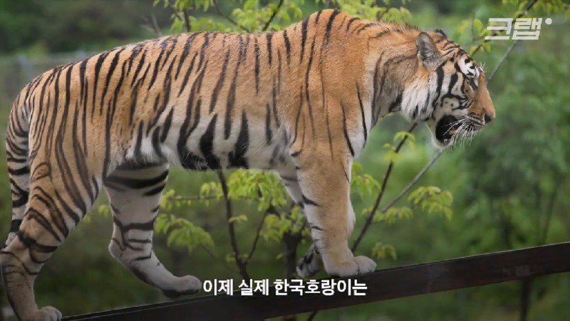 부르면 오진 않지만 속담처럼 제 말하면 오는 호랑이