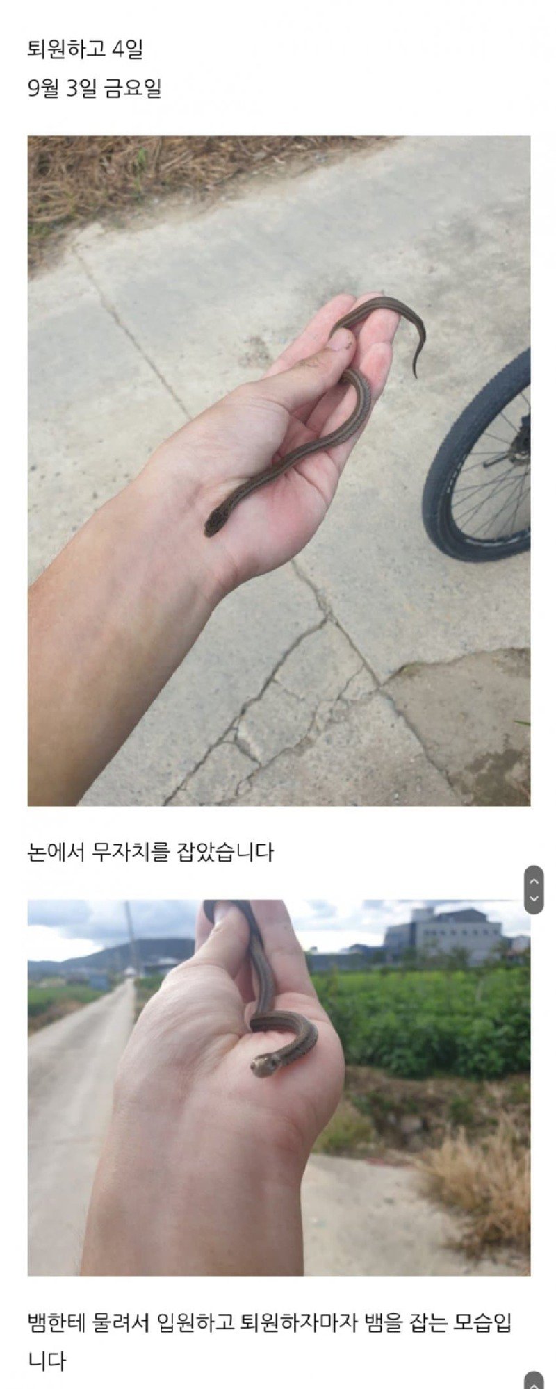 뱀에 진심인 진짜 뱀 사냥꾼.jpg