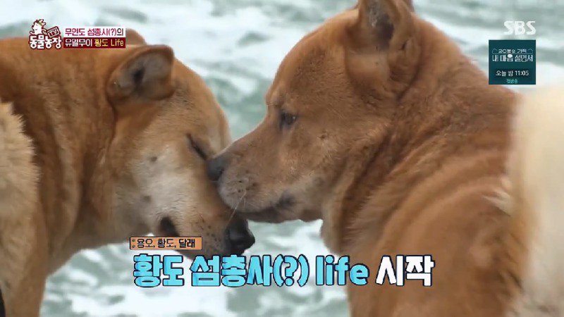 개2마리+사람1명만 사는 무인도 촬영갔다가 고생하는 동물농장 제작진