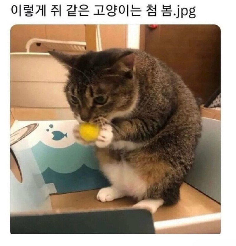 OS 이식 설치된 고양이