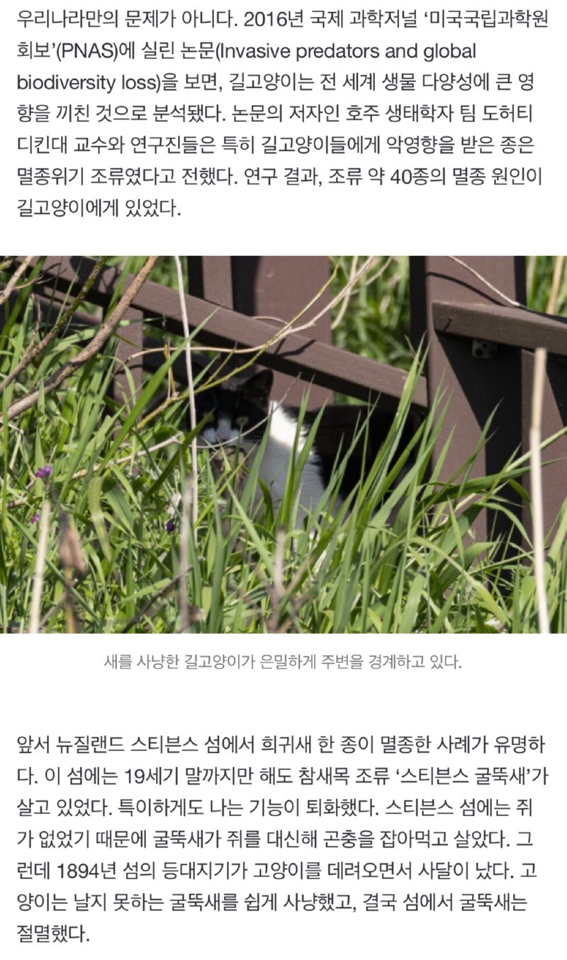 고양이가 부른 멸종 비극..?새들의 천국?이 위험하다