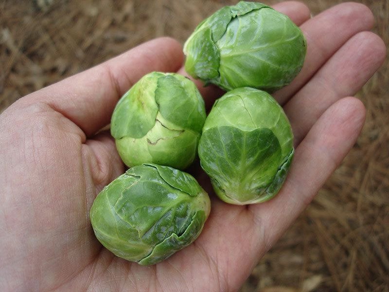 파인애플급으로 충격인 방울양배추 brussels sprouts 의 진실