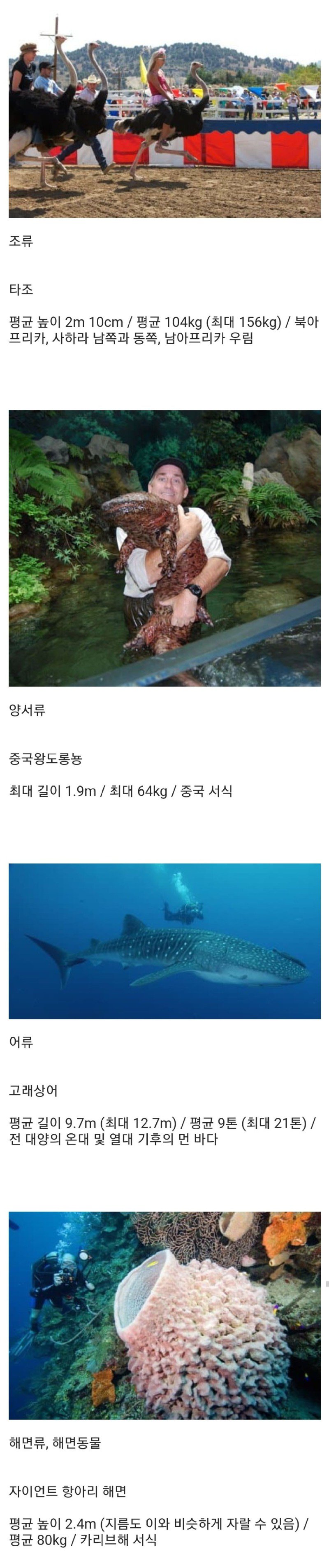 약혐) 세상에서 가장 큰 생물들