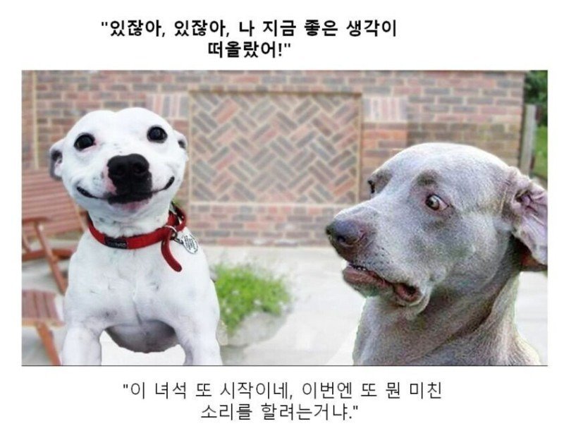 스압) 동물 클리셰짤 모음.jpg