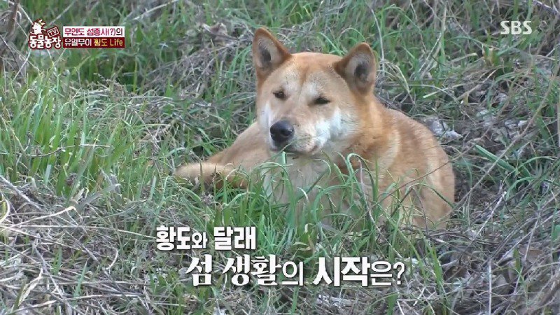 개2마리+사람1명만 사는 무인도 촬영갔다가 고생하는 동물농장 제작진