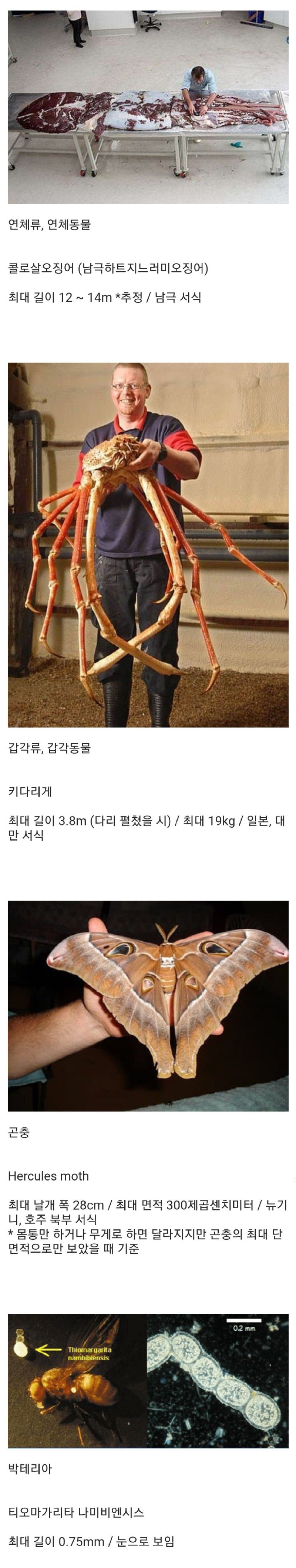 약혐) 세상에서 가장 큰 생물들