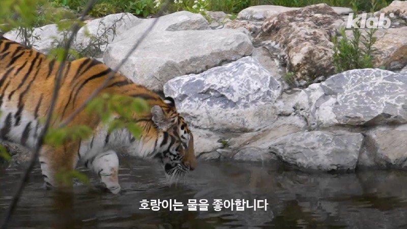 부르면 오진 않지만 속담처럼 제 말하면 오는 호랑이